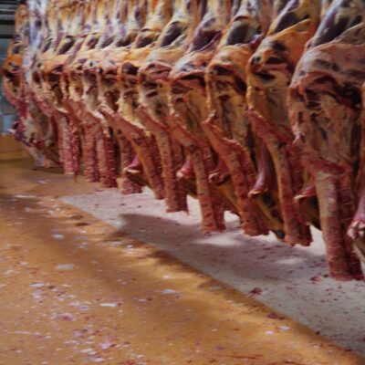 Premium Wagyu carcasses hanging in the audited slaughterhouse