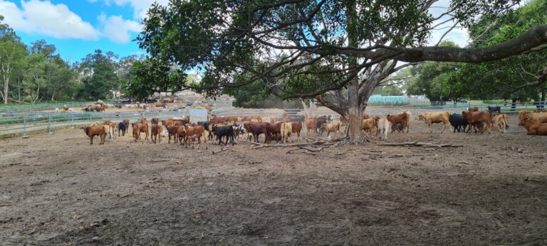 Grass-fed cattle grazing freely in an open Australian field